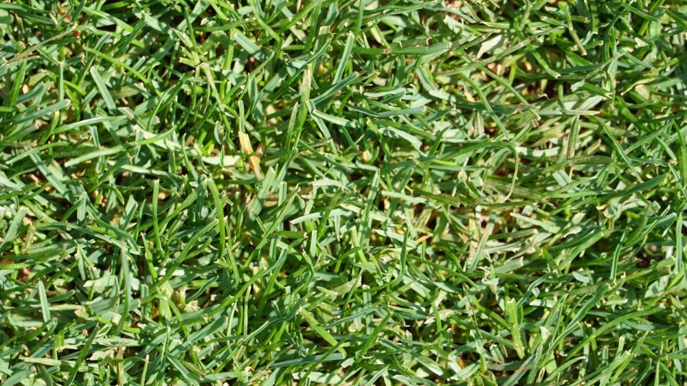 Lawn Care