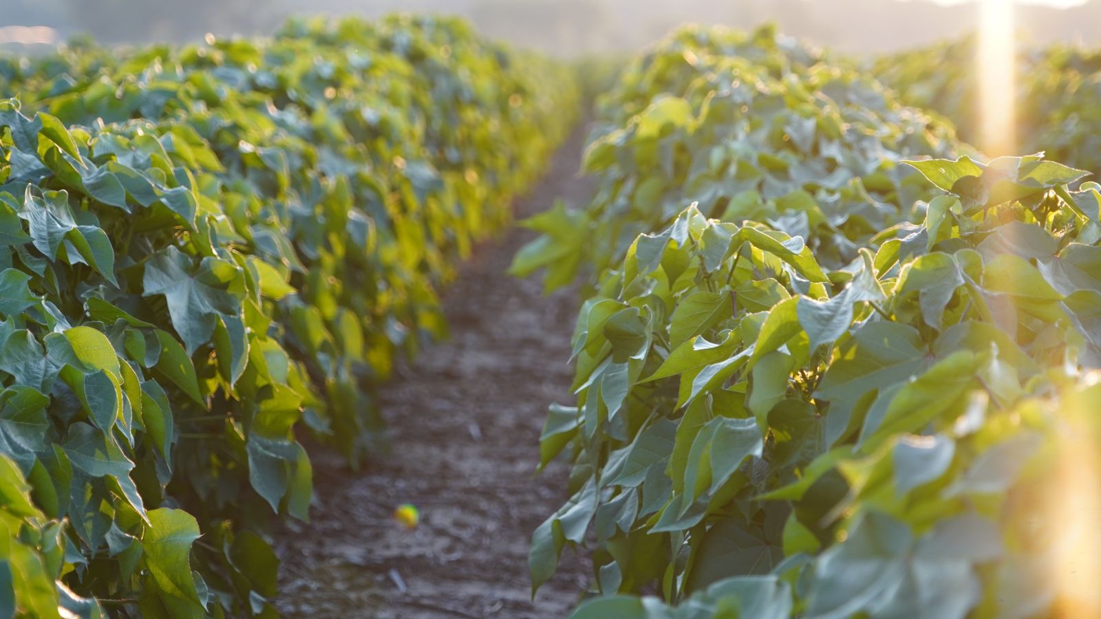 Feed the Crop. Fuel the Yield.