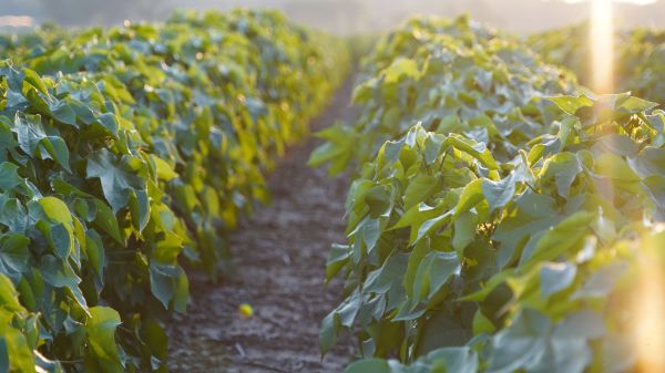 The Value In Collecting Yield Data