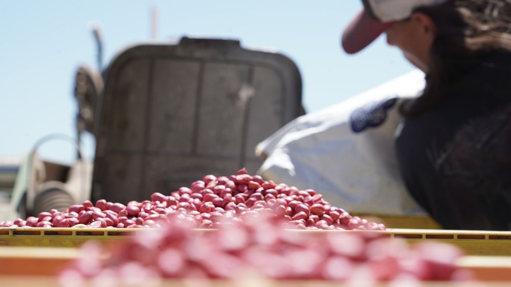Seed Solutions