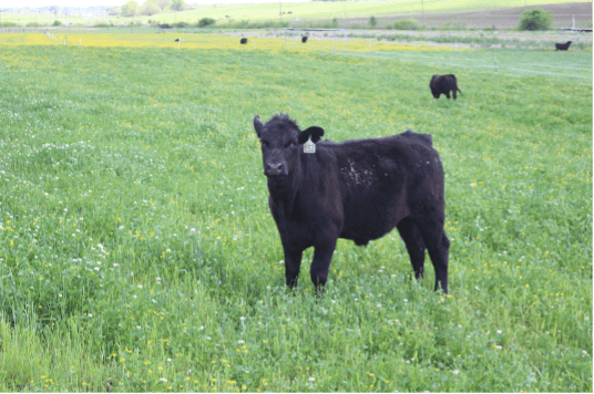 Annual Legumes: More Than Just Free Nitrogen