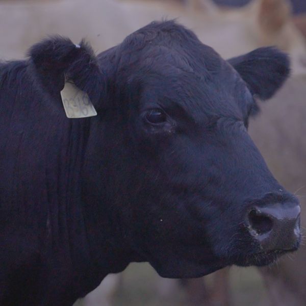 Fall Fertilization of Southern Pastures and Hayfields: Spend Fertilizer Dollars Wisely