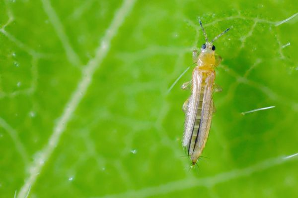 Take Action Against Thrips in Cotton