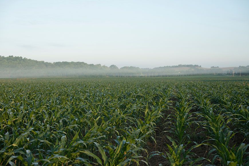 Are Plant Growth Regulators Worth the Investment?