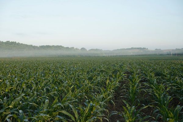 Are Plant Growth Regulators Worth the Investment?