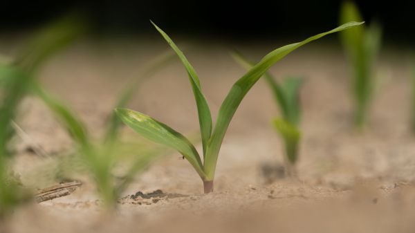 Is Boron Limiting Your Corn Yield?