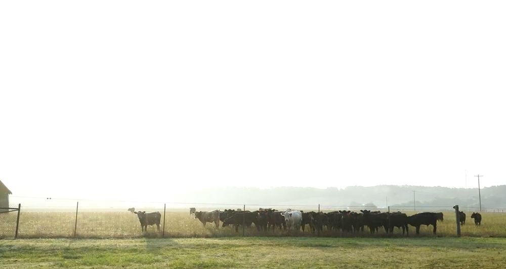 Choosing the Right Ryegrass Variety for Fall Pasture and Forage
