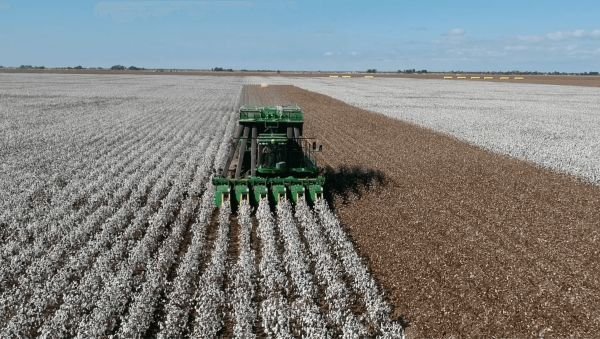 2021 Cotton Varieties: Different Name, Same High Quality Germplasm