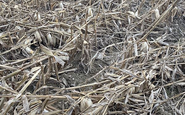 August 2020 Crop Progress Report