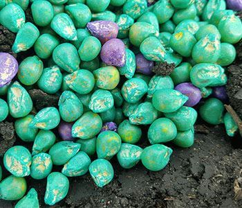 Considerations In Seed Decision Making