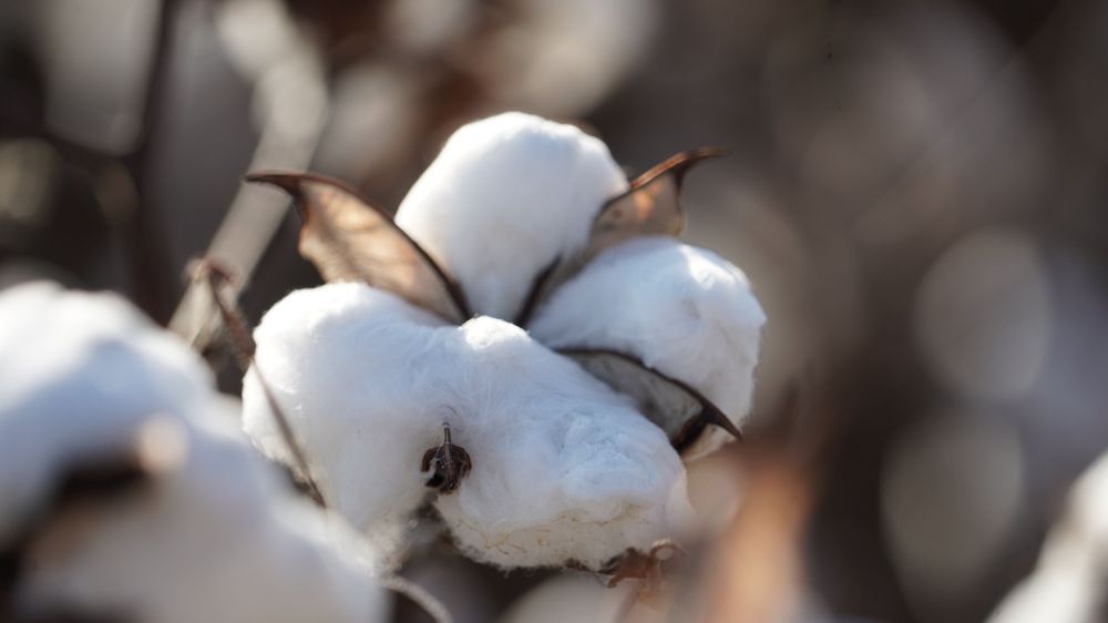 Eyes On The Boll — Managing Plant Bugs in Cotton