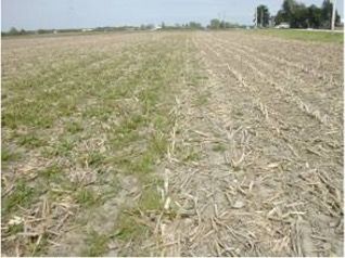 Fall Burndown Options For Corn And Soybeans