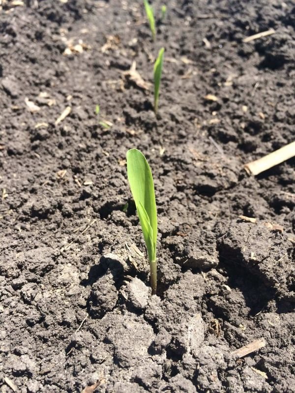 Get Ahead Of Plant Nutrient Deficiencies With MAX-IN&reg; Micronutrients
