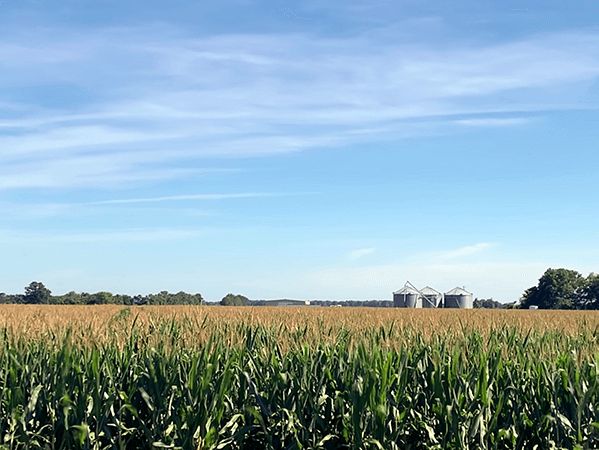 July 2020 Crop Progress Report