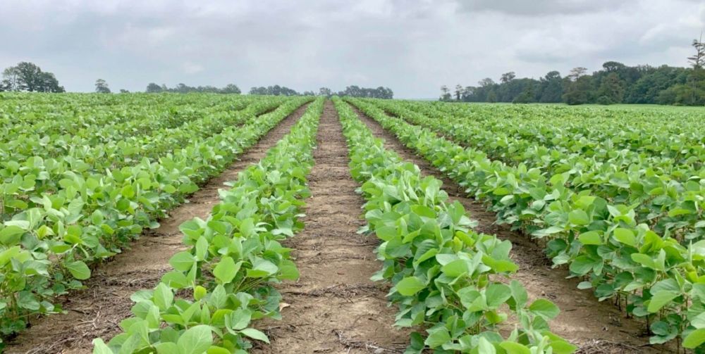 June 2020 Southern Crop Progress Report