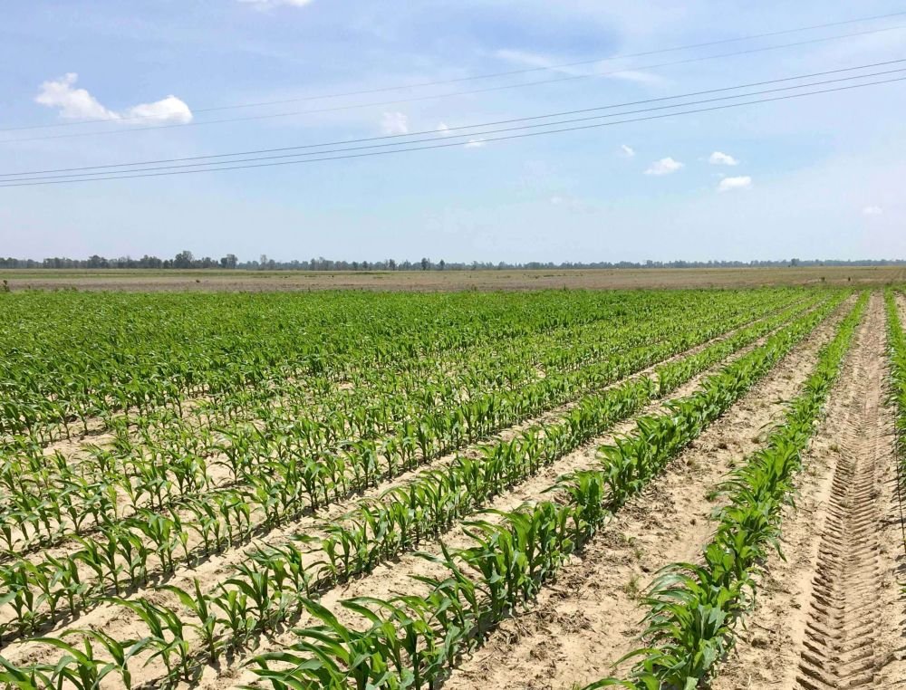 Let Response To Nitrogen Ratings & Tissue Sample Results Guide In-Season Applications