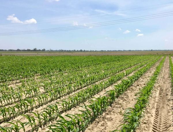 Let Response To Nitrogen Ratings & Tissue Sample Results Guide In-Season Applications