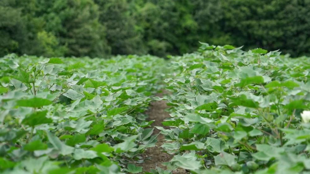 New Research Shows Acephate-Resistant Thrips in Cotton