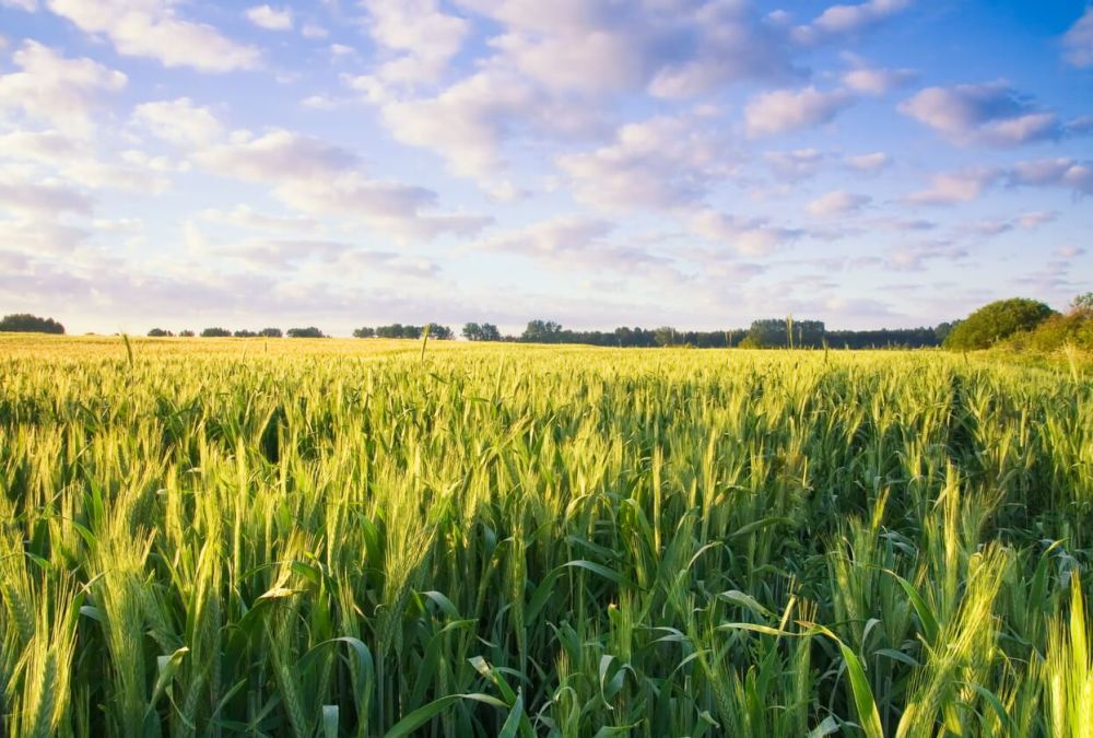 Plant Cover Crops This Fall And Reap The Rewards Next Spring