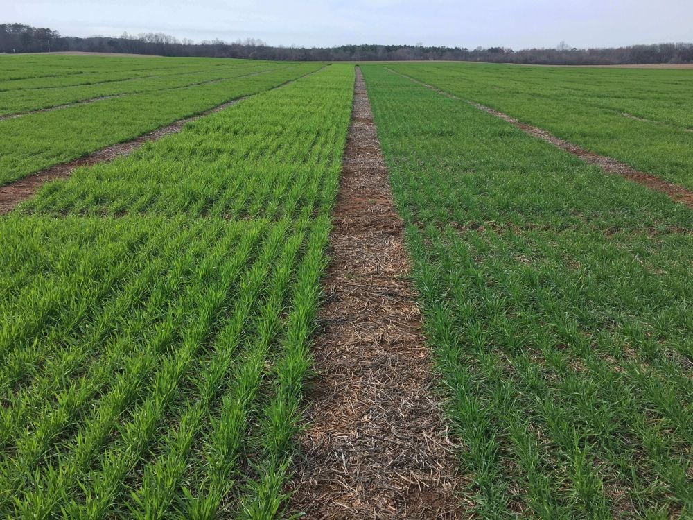 Prepare Now For A High-Yield Wheat Crop