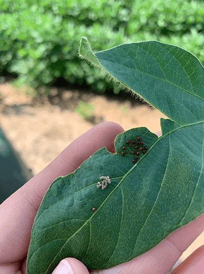Prevent Pests From Feeding On Your Soybean & Cotton Profits