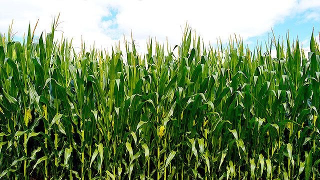 What Nitrogen And Tim Tebow Have In Common