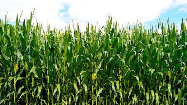 What Nitrogen And Tim Tebow Have In Common