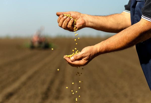 Where to Begin On Your 2020 Seed Decisions