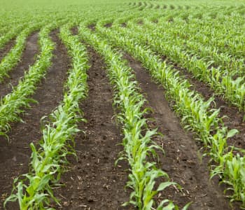 Does Variable Rate Seeding Help With ROI?