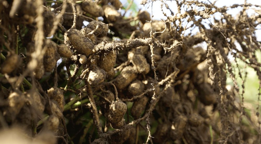Peanuts & Precision - How Precision Ag Plays A Vital Role In Peanut Production