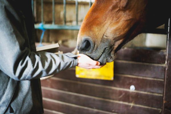 Land O’Lakes, Inc., AFC Feed, LLC, And Triple Crown Nutrition, Inc. Come Together To Donate Animal Feed In Wake Of Alabama Tornadoes