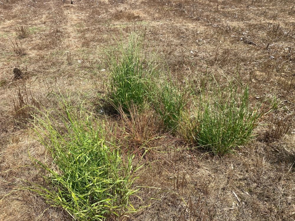 Italian Ryegrass: The Cost of Delayed Control