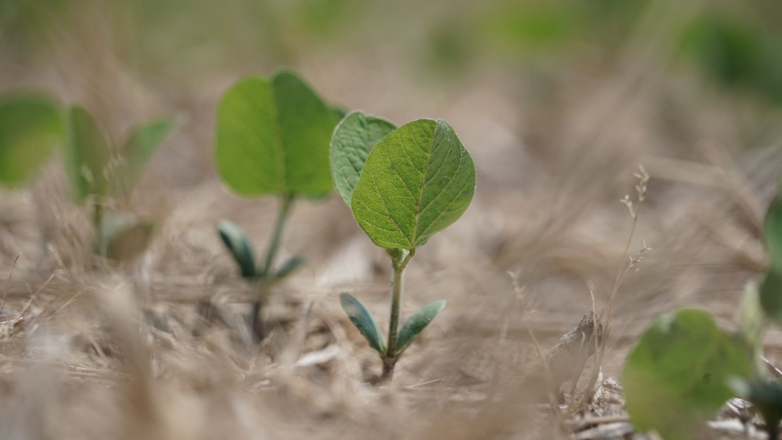 Young Soybean Crop