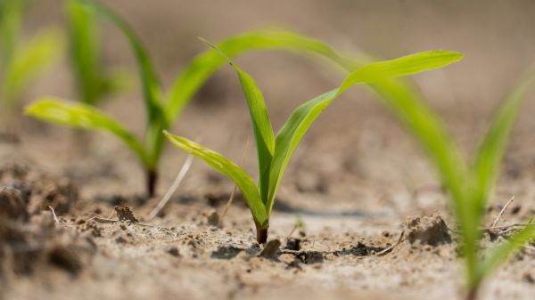 What Does My Soil Test Say?